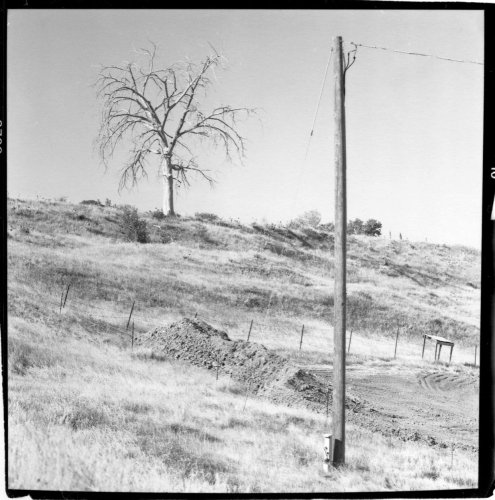 Dead-Tree-and-Phone-Pole.jpg